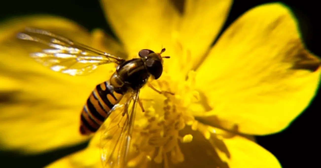 Biodiversity