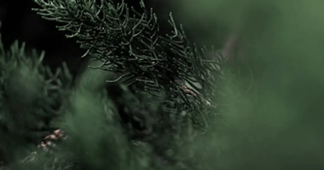 Forestry